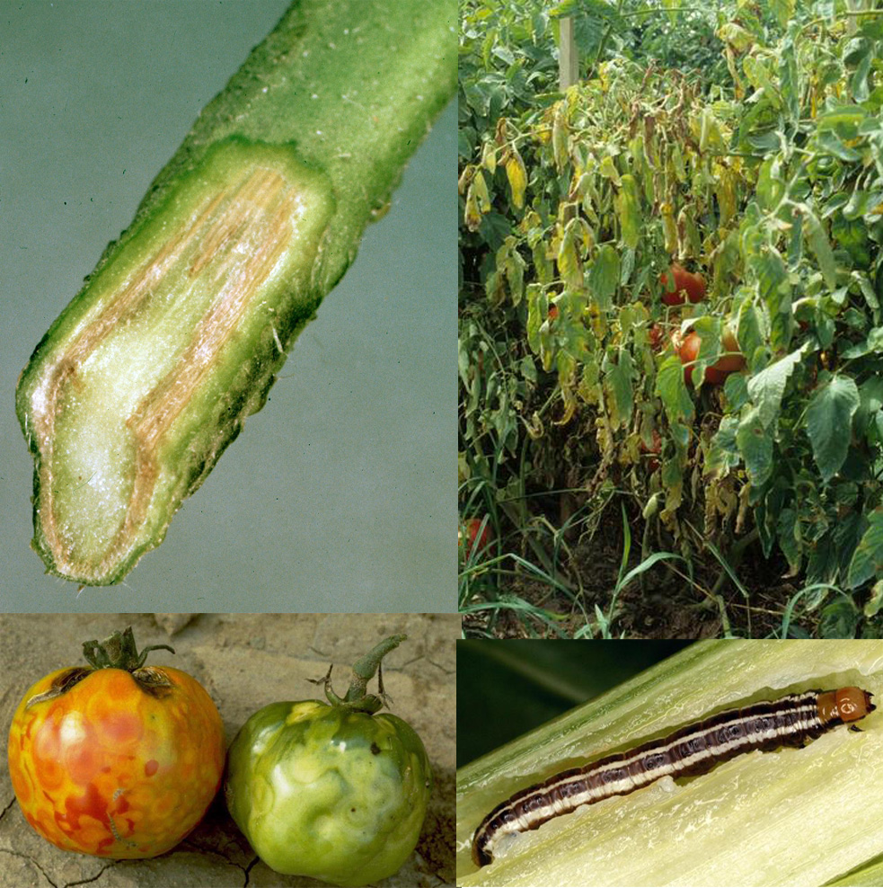 Clockwise l-r: Browning of tomato vascular tissue by fusarium wilt; Fusarium wilt of tomato; Common stalk borer feeds on over 175 different plants species, including many in the flower and vegetable garden; Tomato fruits showing symptoms of TSWV.