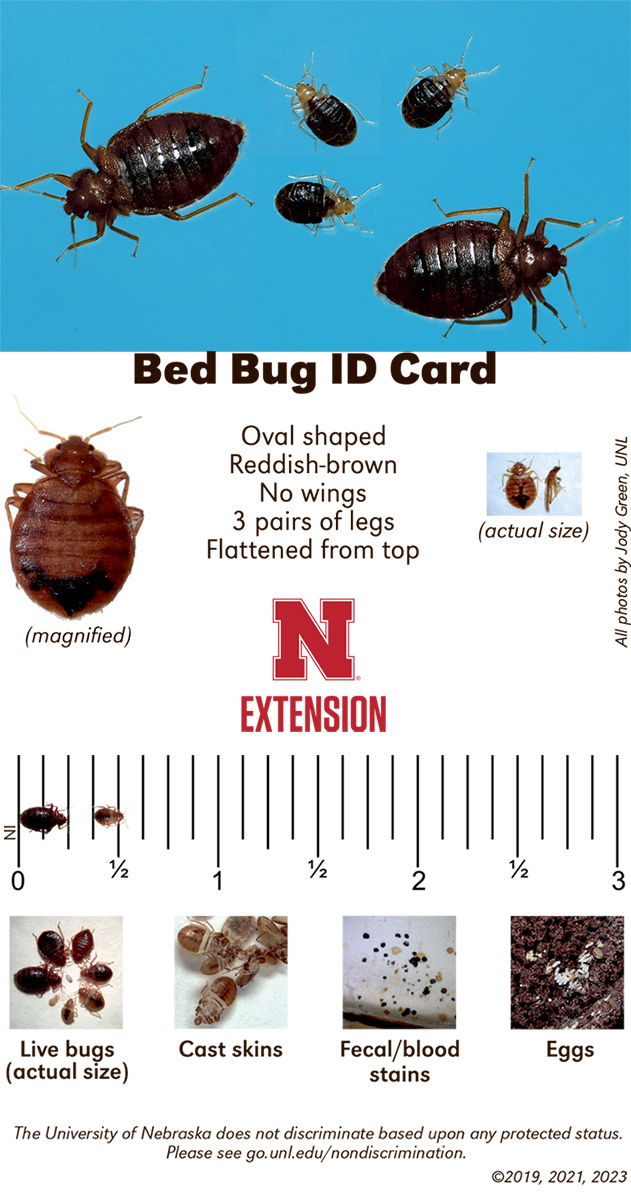 Photos top-bottom: Adult and juvenile bed bugs, magnified. Photo by UNL Entomology Dept.; Bed Bug ID Card front and back. Photos by Jody Green, UNL