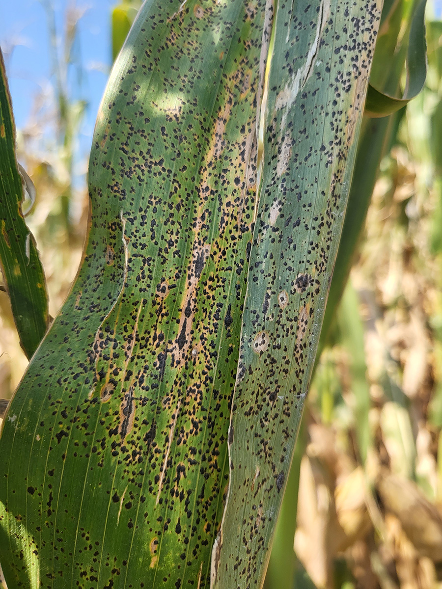 corn leave with lots of tiny black spots