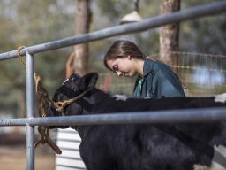 4-H Youth Caring for Cattle