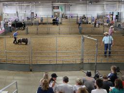 4-H/FFA Purple Ribbon Market Livestock Premium Auction at the 2023 Lancaster County Super Fair