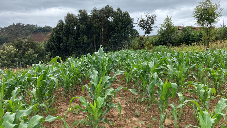 The collaborative study by UNL faculty and international partners analyzed a database of more than 14,000 smallholder cornfields across seven countries in Sub-Saharan Africa. This field is in Rwanda. 