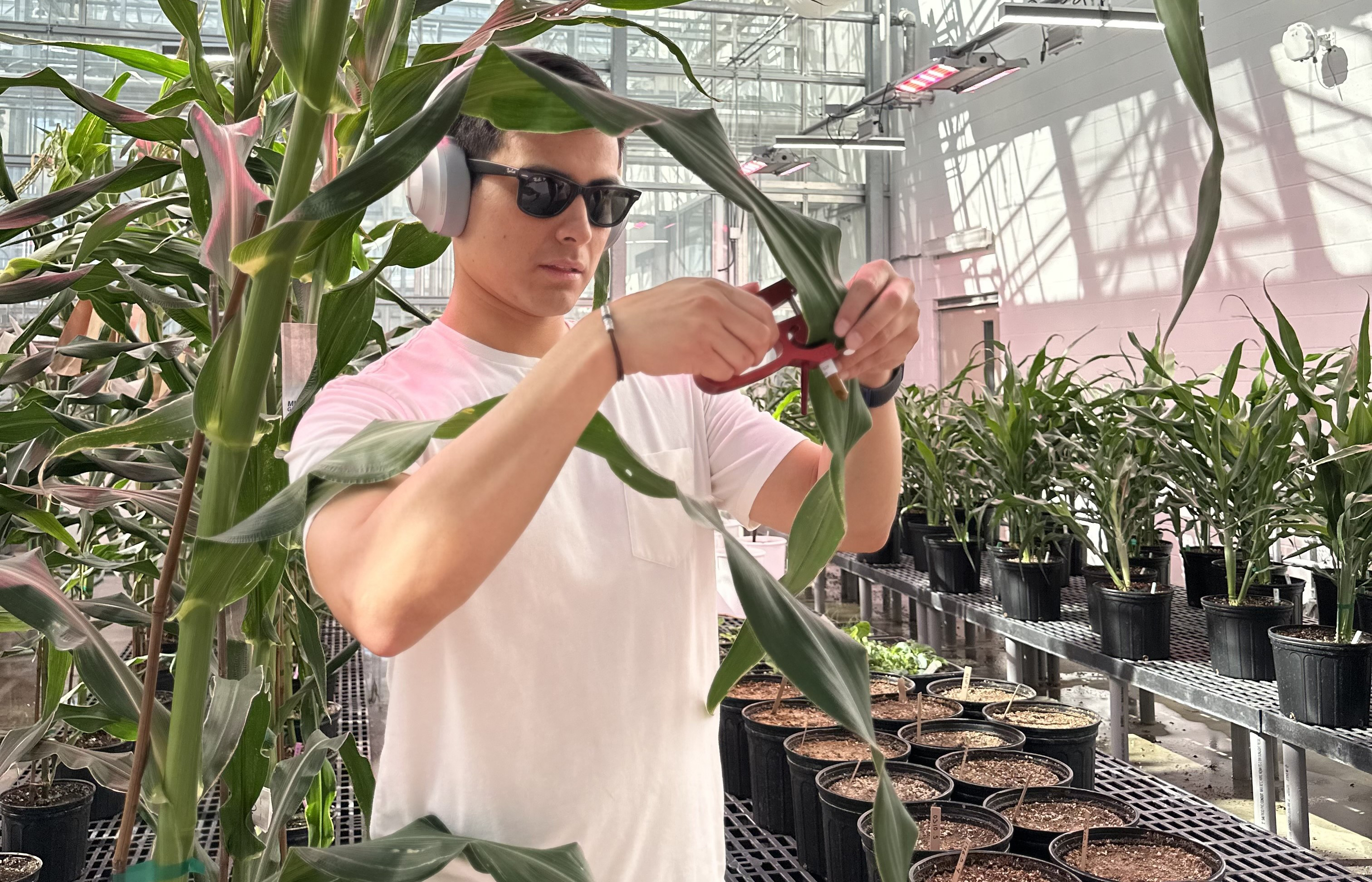 Vladimir Torres-Rodriguez, a postdoctoral associate in the Schnable Lab, developed and tested an innovative gene-analysis method, focusing on RNA, that greatly boosts the ability to identify corn genes.  |  Lina Lopez, Schnable Lab