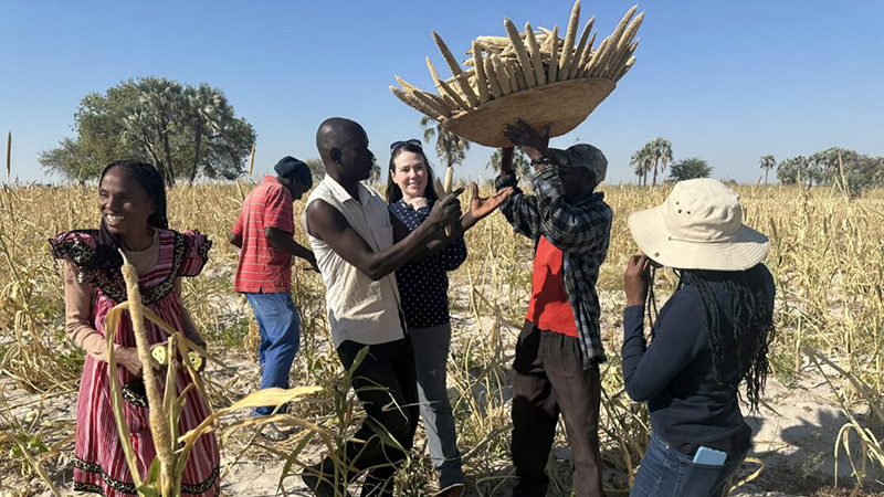Jill Motschenbacher (at center) helps Okatyali village residents harvest millet in the Oshana region of Namibia. 