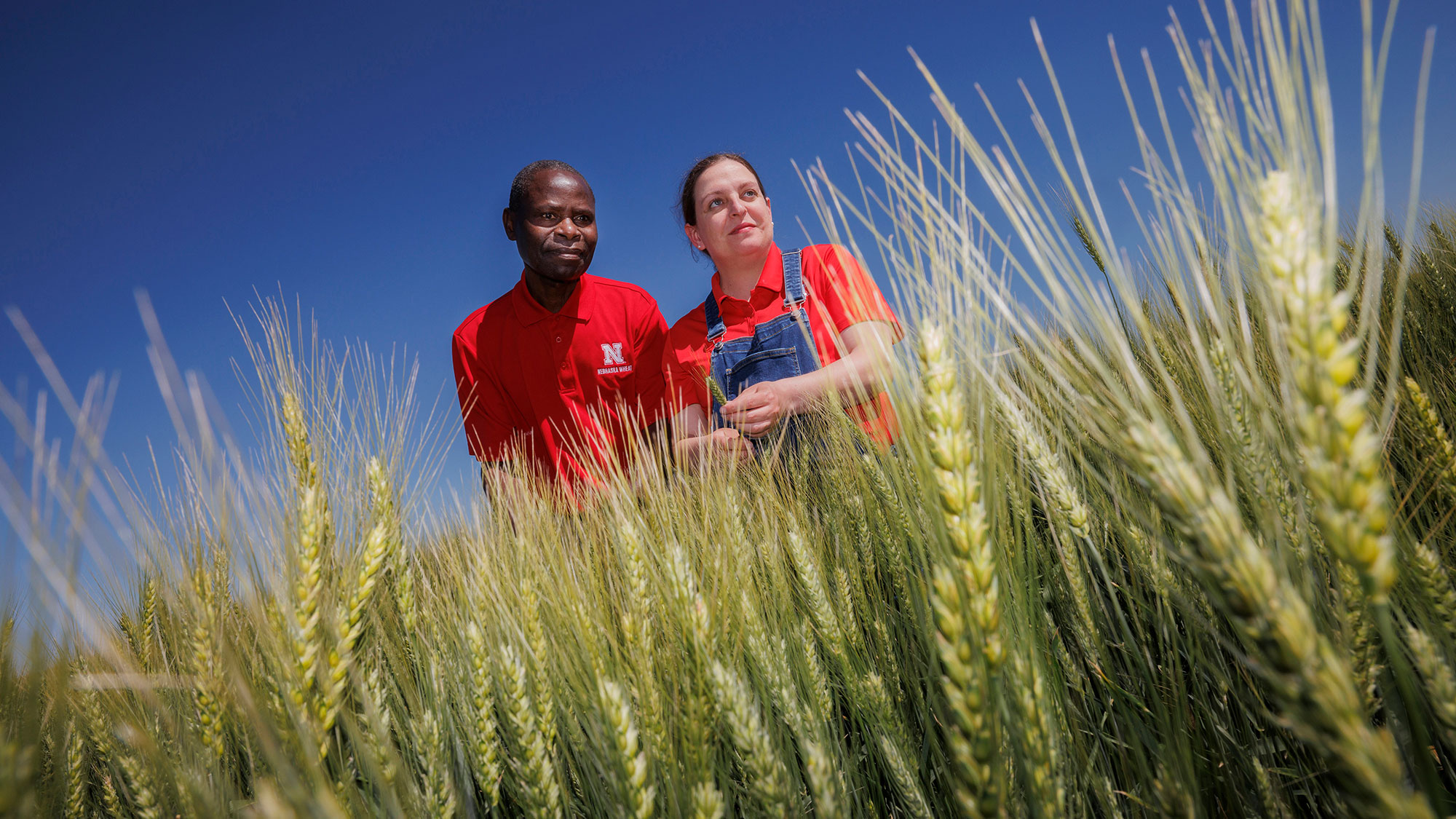 The university developed this new wheat variety through a group effort headed by Stephen Wegulo, professor of plant pathology and plant pathologist, and Katherine Frels, Nebraska’s small grains breeder and assistant professor of agronomy and horticulture.