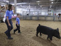 Clover Kids Showmanship in the 4-H Swine Show at the 2023 Lancaster Super Fair