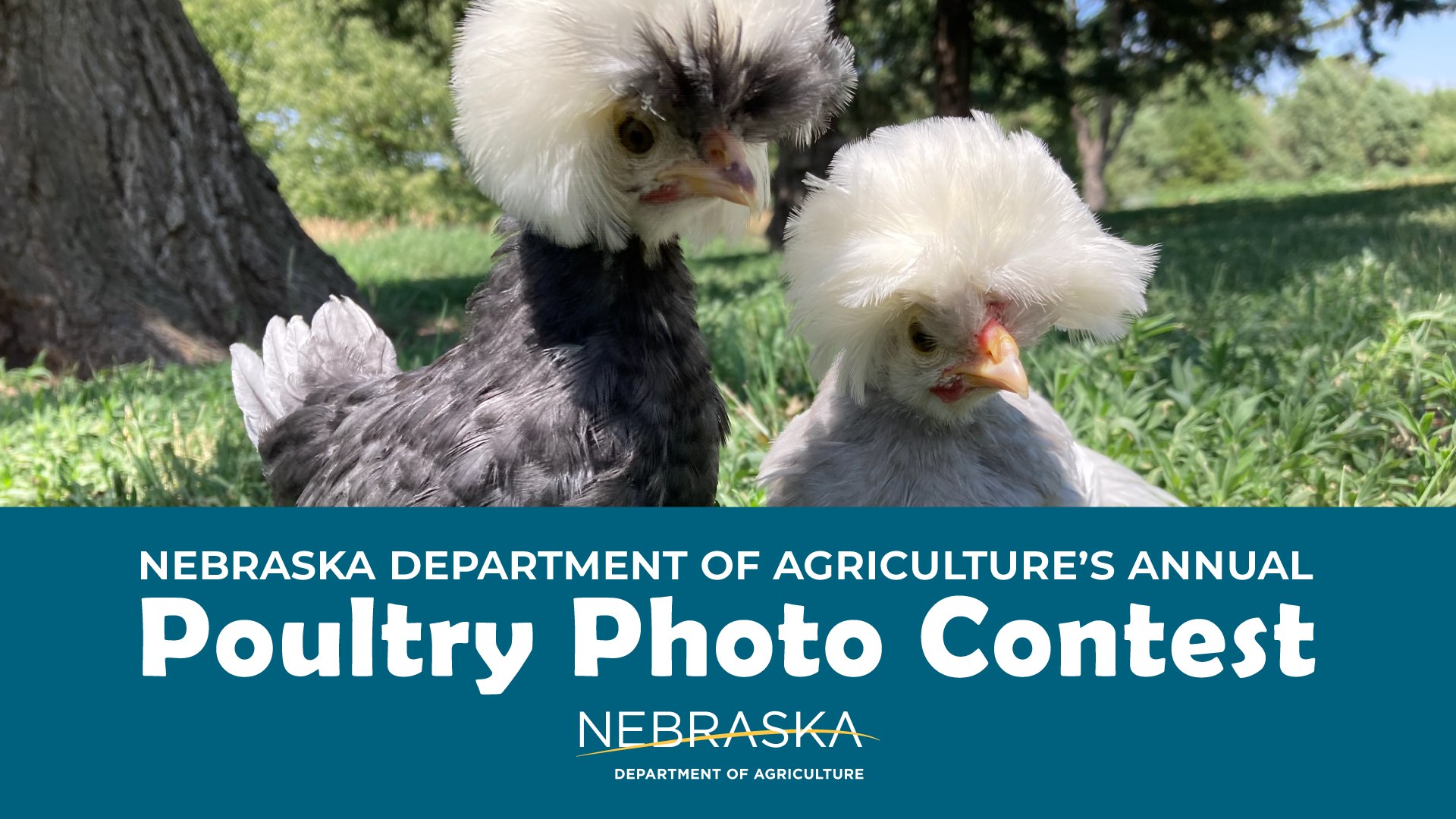 NDA Poultry Photo contest 23.jpg