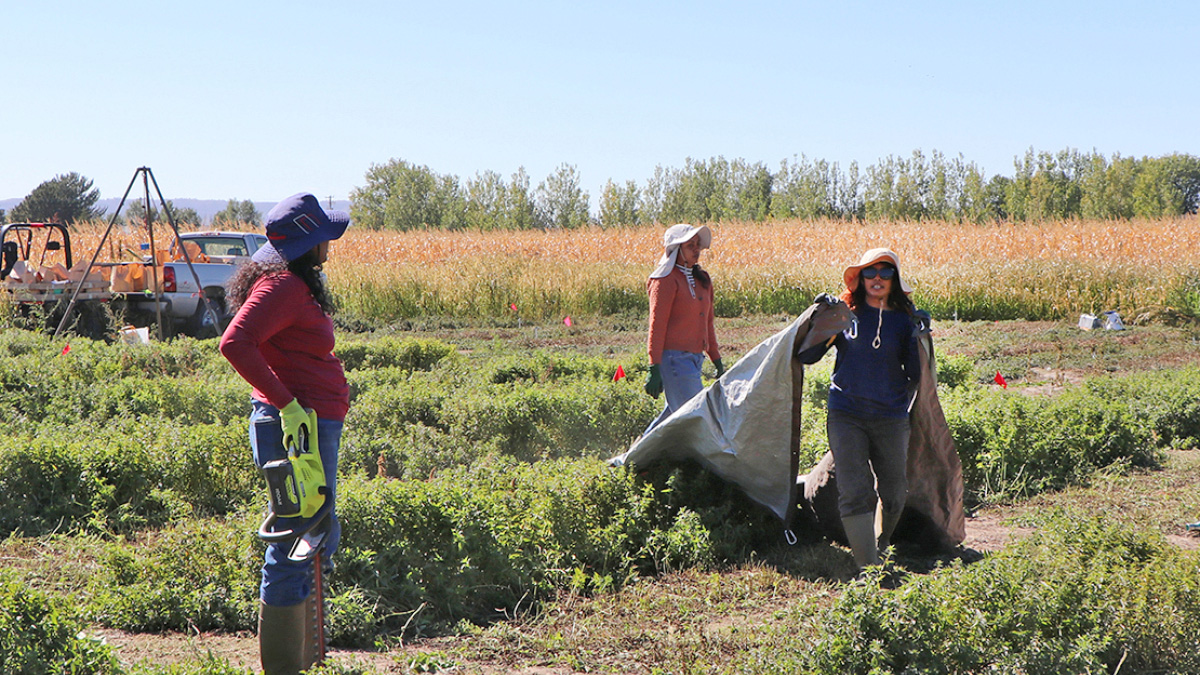 University of Nebraska–Lincoln students Kasun Lakmini (left), Piumi Ishara and Sujani De Silva harvest spearmint at the Panhandle Research, Extension and Education Center in Scottsbluff on Oct. 9, 2023. Photo by Chabella Guzman | PREEC Communications