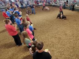 Livestock Judging Contest at the 2023 Lancaster County Fair