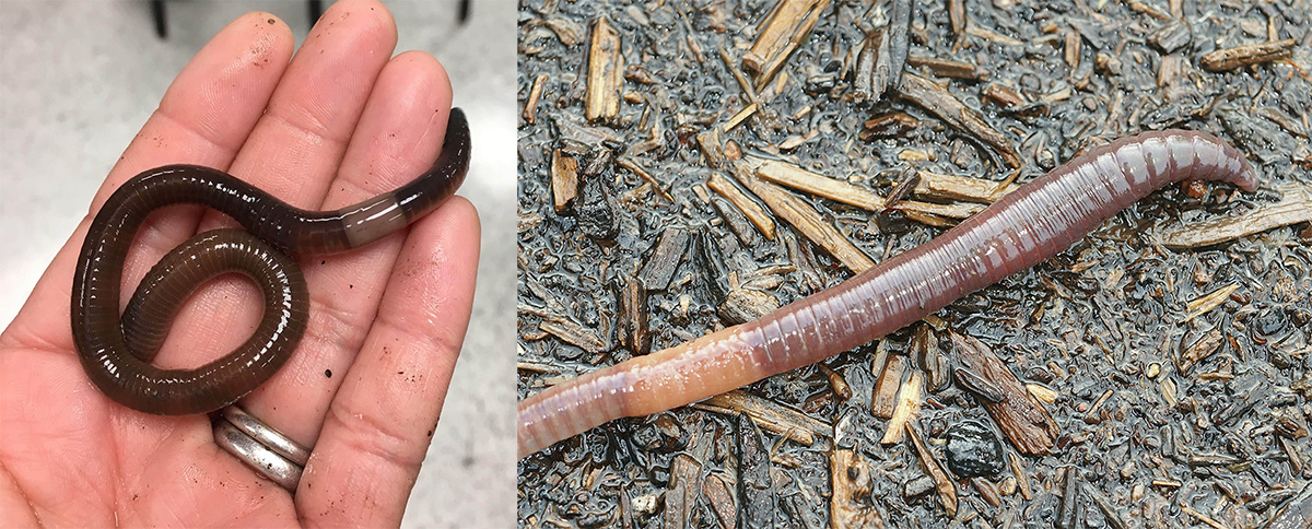 Comparison of the clitellum of an invasive jumping worm (left) and nightcrawler (right).