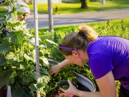 Bailey Feit (right), program coordinator, and Taiba Aqdas, Lincoln Northeast junior, pick produce from the school's community garden.Photo by Kristen Labadie | University Communication and Marketing.