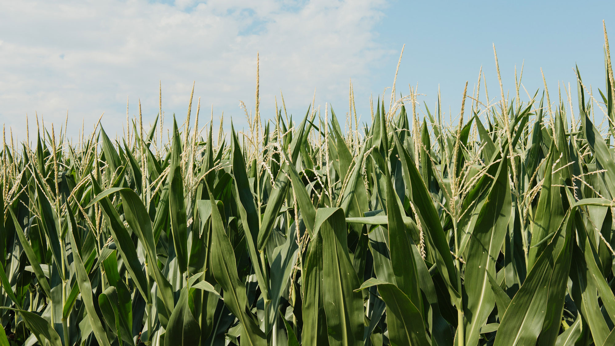 The West Central Research, Extension and Education Center will host its 20th annual Water, Crops and Soil Health Field Day on Sept. 5 at 8:30 a.m.