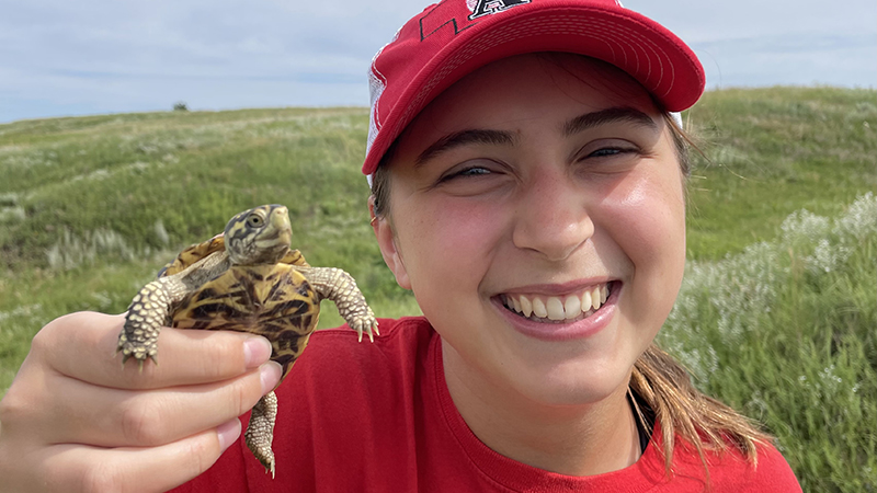 While collecting seeds as part of her summer internship with Prairie Plains Resource Institute of Aurora, Nebraska, Sarah Springer found this ornate box turtle.