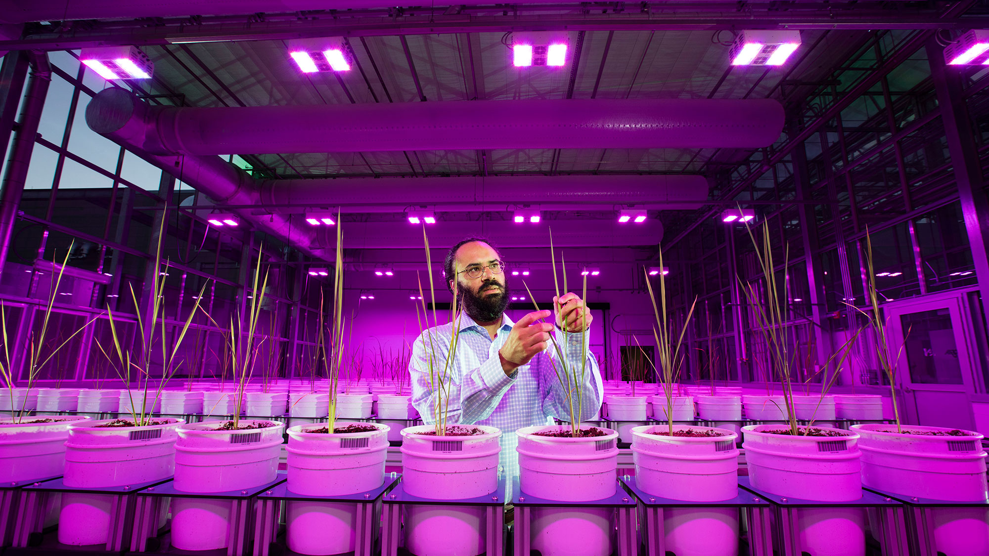 A University of Nebraska–Lincoln project, funded by a multi-year, $5.78 million grant from the National Science Foundation, has major potential to strengthen the sustainability of rice at a time of climate stress and increasing global demand. 