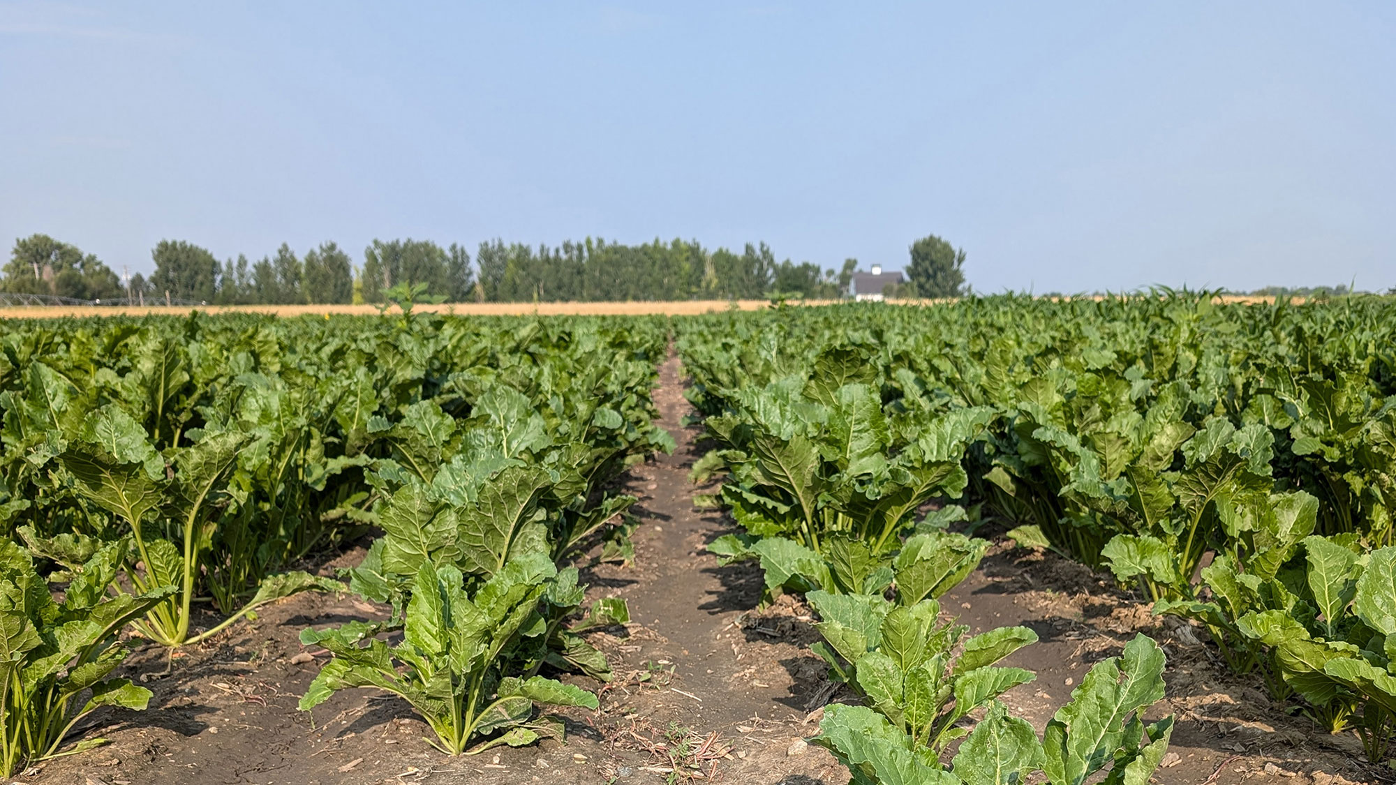 Two recent grants from the U.S. Department of Agriculture will support Husker-led sustainability projects, including research into nutrient management for sugar beet production.