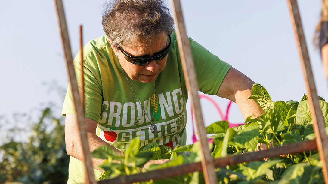 Boots Wailes looks through the green bean plants from the Extension Master Gardeners raised bed garden in west Lincoln.