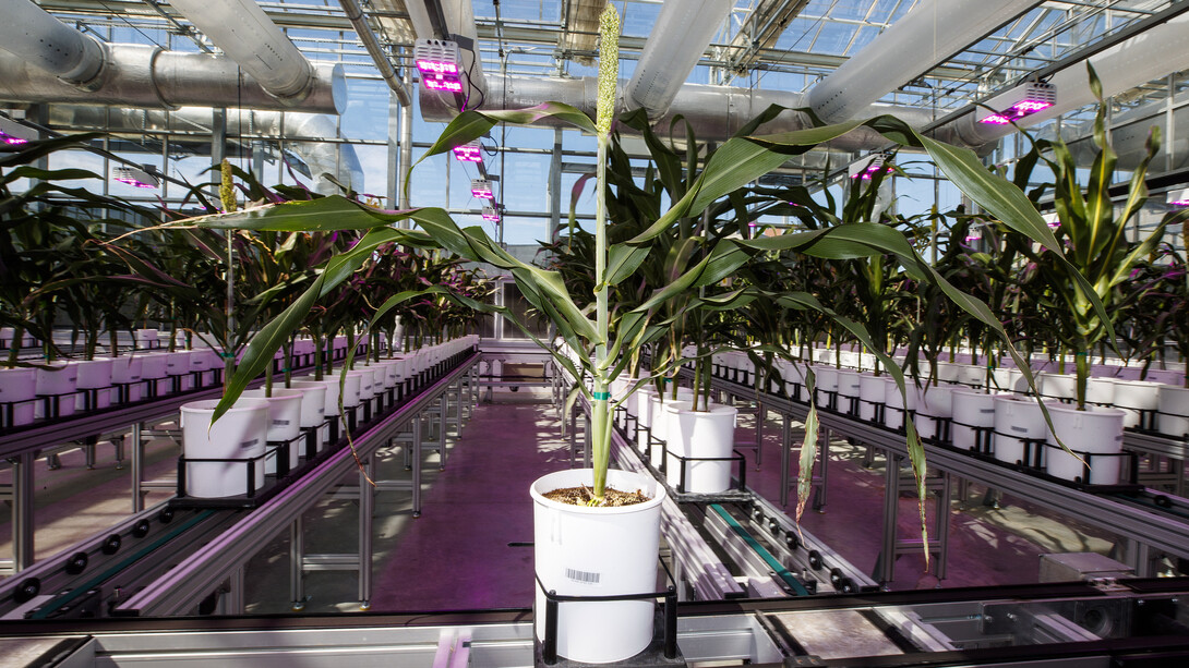  A global gathering of scientists, academics and industry representatives will visit the Greenhouse Innovation Center at Nebraska Innovation Campus as part of the Eighth International Plant Phenotyping Symposium.