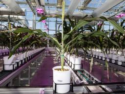  A global gathering of scientists, academics and industry representatives will visit the Greenhouse Innovation Center at Nebraska Innovation Campus as part of the Eighth International Plant Phenotyping Symposium.