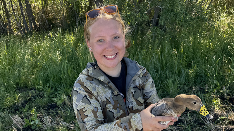 Ava Britton, a master’s student in natural resources management, banded ducks like this canvasback for the first time while taking a course through the Delta Waterfowl Foundation in summer 2024.