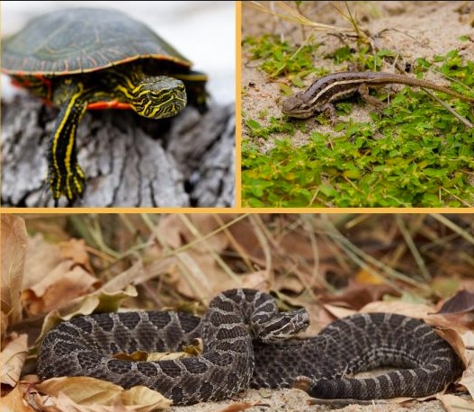 Reptiles of Nebraska