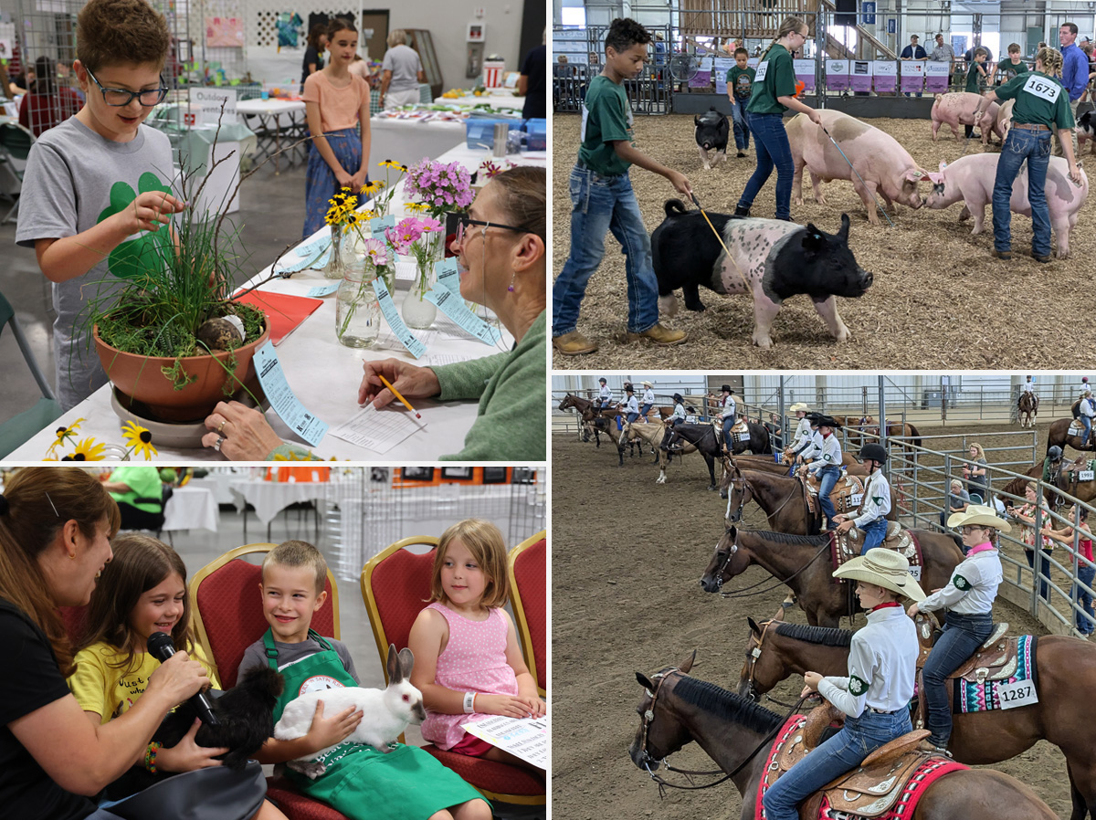 (Top left photo) Static exhibit interview judging. (Top right) Swine show. (Bottom left) Clover Kids Show & Tell. (Bottom right) The Western Horse 3 show.