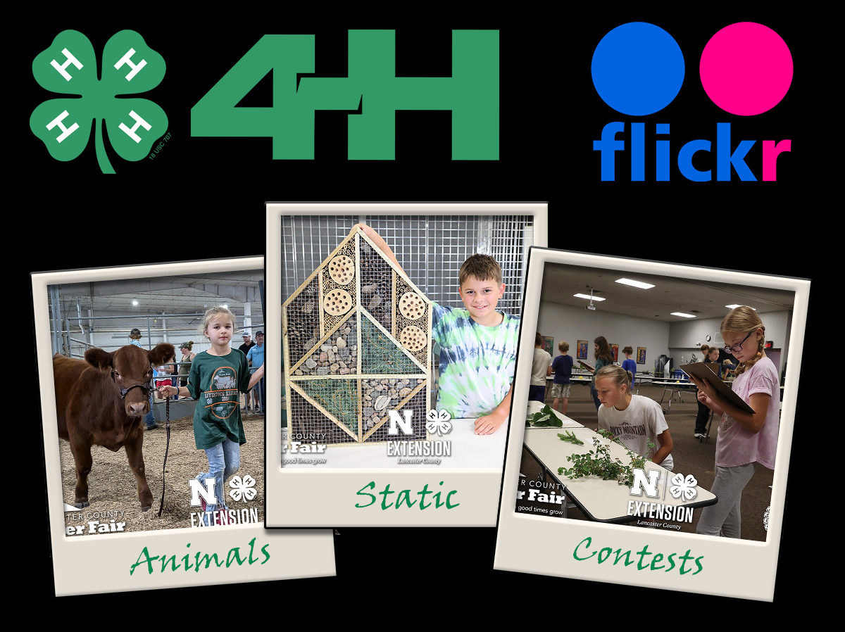 4-H Super Fair Photos on Flickr