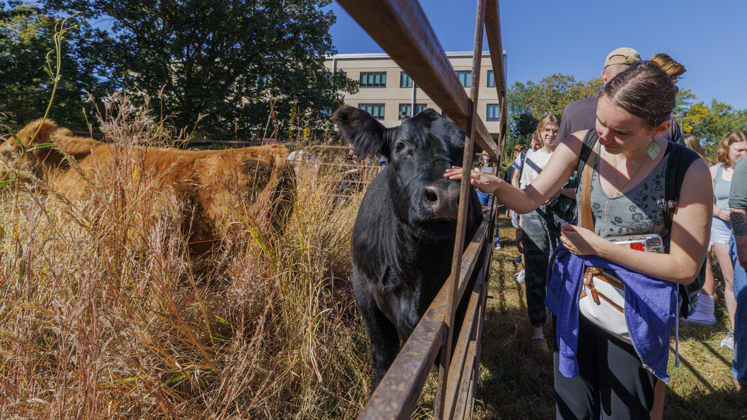 Sarah Kelly, a junior plant biology major, pets the nose of a cow grazing on the tall grass prairie plot outside of Hardin Hall. | Craig Chandler | University Communication and Marketing 