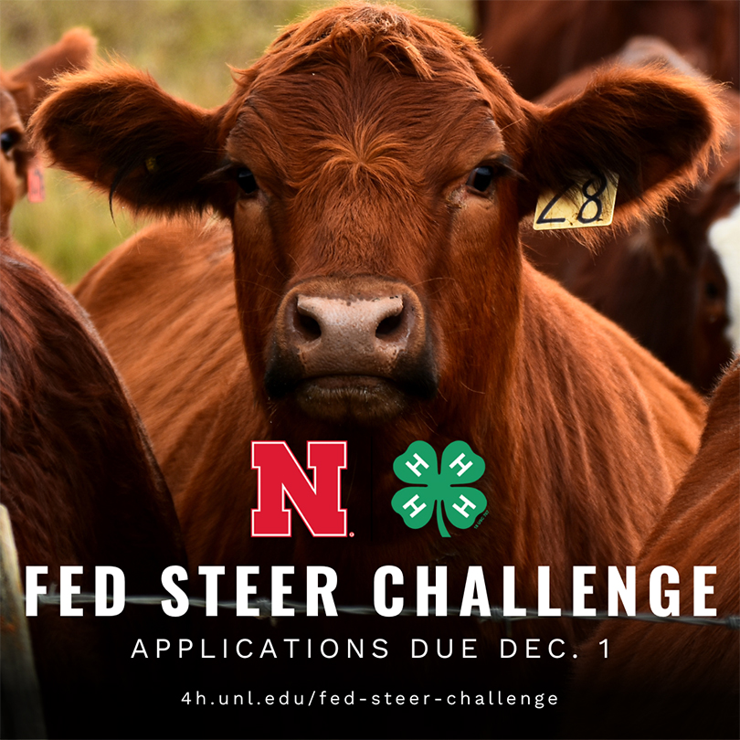 Fed Steer Challenge