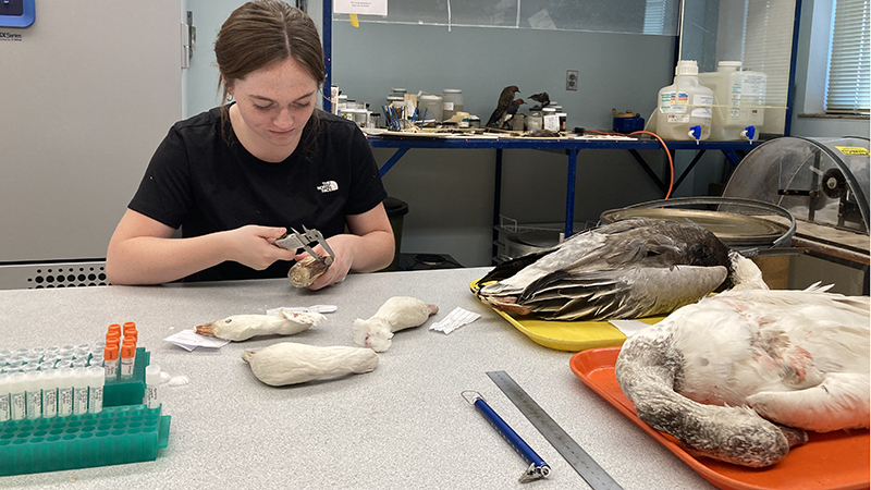 Ava McQuillen uses calipers to measure the bill of a goose. 