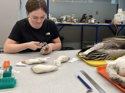 Ava McQuillen uses calipers to measure the bill of a goose. 