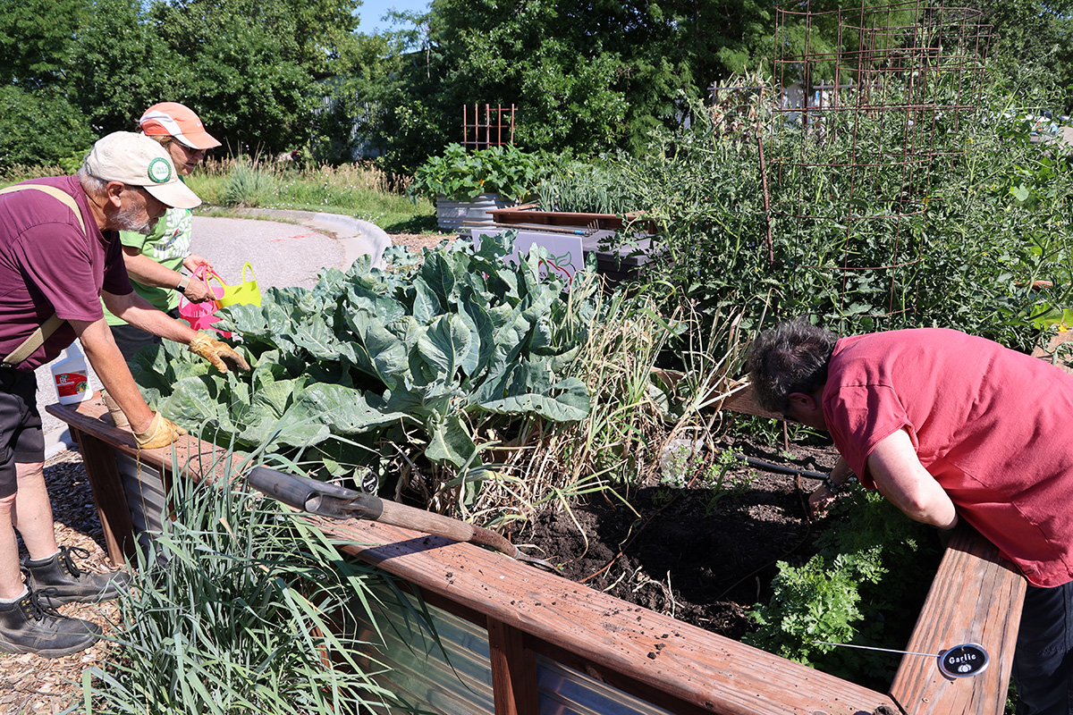 Extension Garden Harvest 6-24-24 - 031200px.jpg