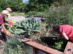 Extension Garden Harvest 6-24-24 - 031200px.jpg