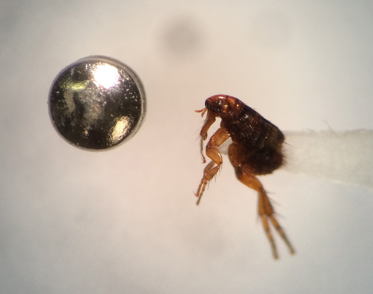 Flea next to a pin head. Highly magnified. Photo by Jody Green, Extension Educator in Douglas/Sarpy Counties