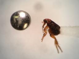 Flea next to a pin head. Highly magnified. Photo by Jody Green, Extension Educator in Douglas/Sarpy Counties