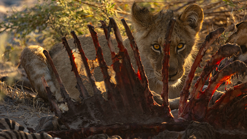 A lion cub peers through a zebra carcass the pride harvested the night before. As the sun rose, a lioness and her three cubs visited the carcass to search for any remaining food. Photo by Caden Connelly