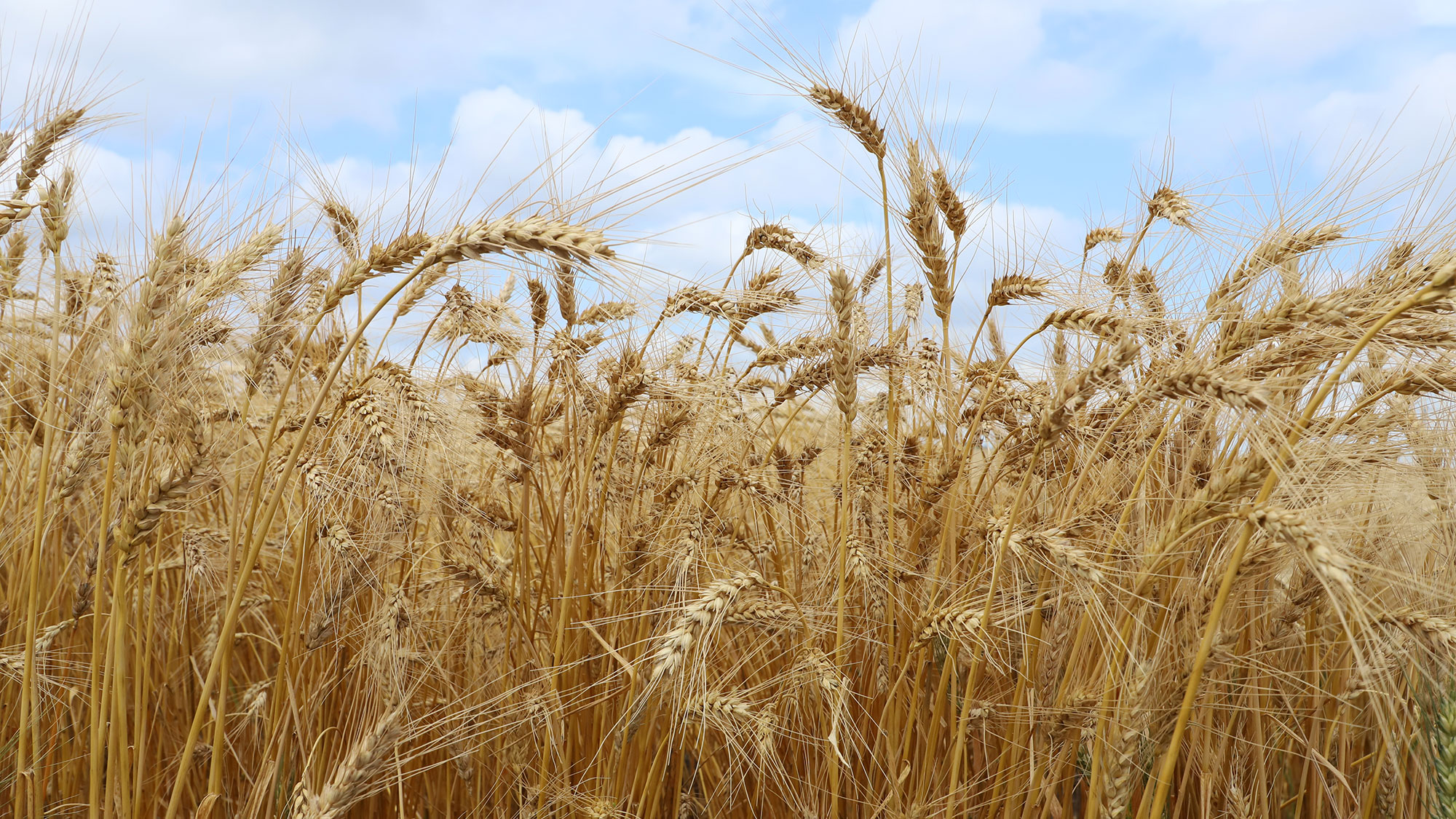 The Wheat Fiber for Rural Wealth and Health Roundtable event will be Nov. 7 and hosted at the Graduate Hotel in Lincoln, Nebraska, in cooperation with Nebraska Food for Health Center at the University of Nebraska by the Coalition for Grain Fiber. 