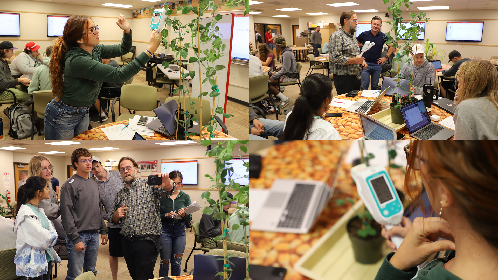 Students in PLAS 135 Plant Science Experiments measure stomatal conductance and chlorophyll florescence on pea plants using a LiCor Li-600 pedometer/fluorometer. 