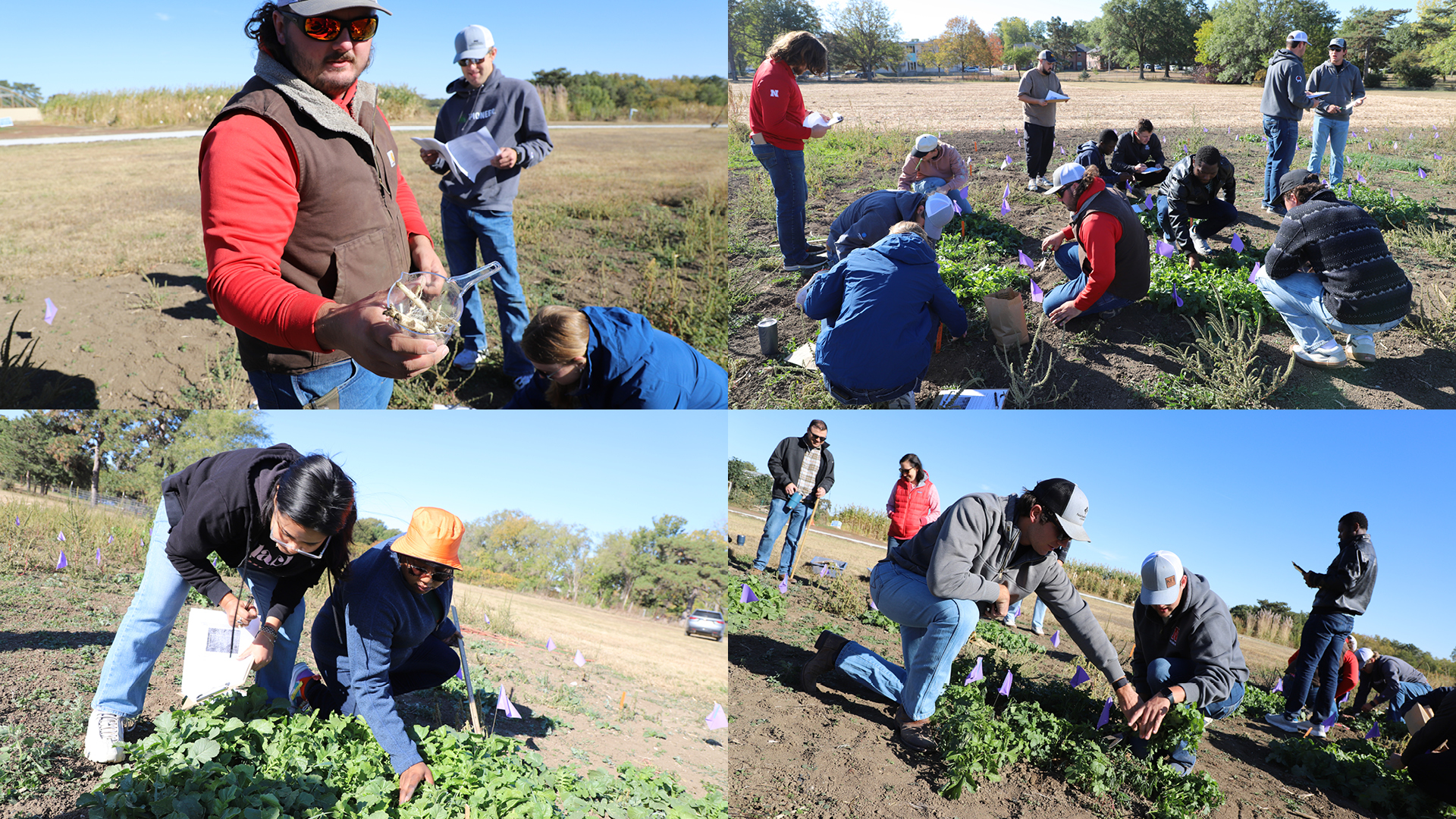 Students in PLAS 425/AGRO 825 Cover Crops in Agroecosystems harvest their cover crop mixtures and collect data on the ecosystem services provided, including weed suppression and nitrogen fixation.