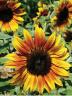 4-H'ers can learn about growing Firecracker Sunflowers.