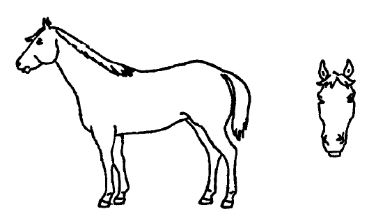 Draw your horse’s markings on the picture as accurately as you can.