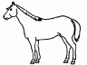 Draw your horse’s markings on the picture as accurately as you can.