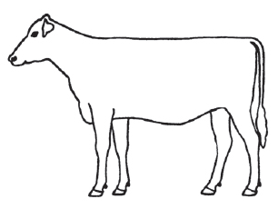 On some animal identification affidavits, sketch markings.