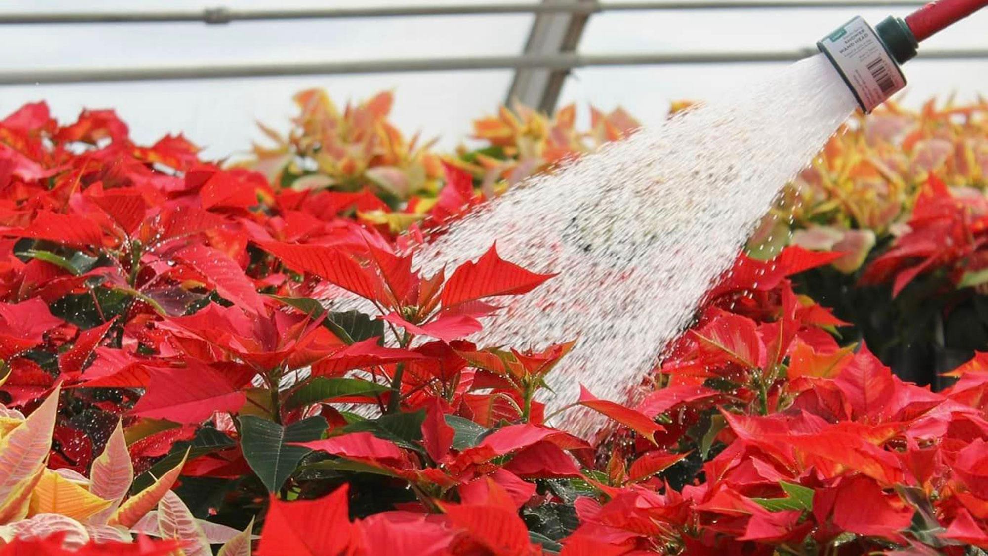 The Horticulture Club’s poinsettia sale is Dec. 5 in the Nebraska Union, Nebraska East Union and Teaching Greenhouse West. Online order pickups are Dec. 4 in the Teaching Greenhouse West.