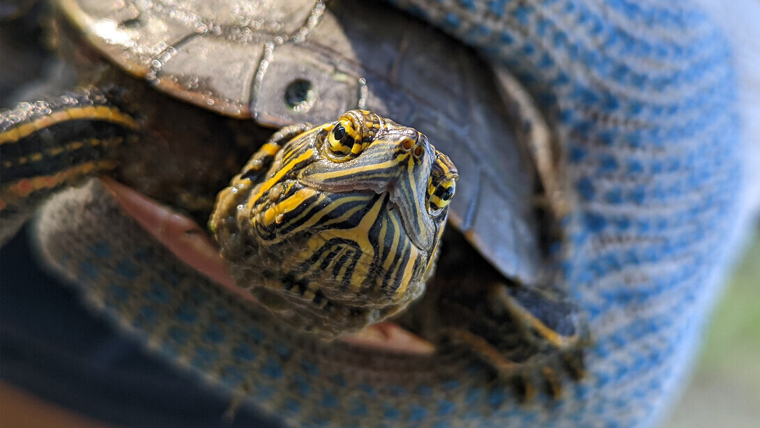 A painted turtle was caught from a pond near Keystone, Nebraska. Photo by Larkin Powell