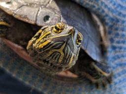 A painted turtle was caught from a pond near Keystone, Nebraska. Photo by Larkin Powell