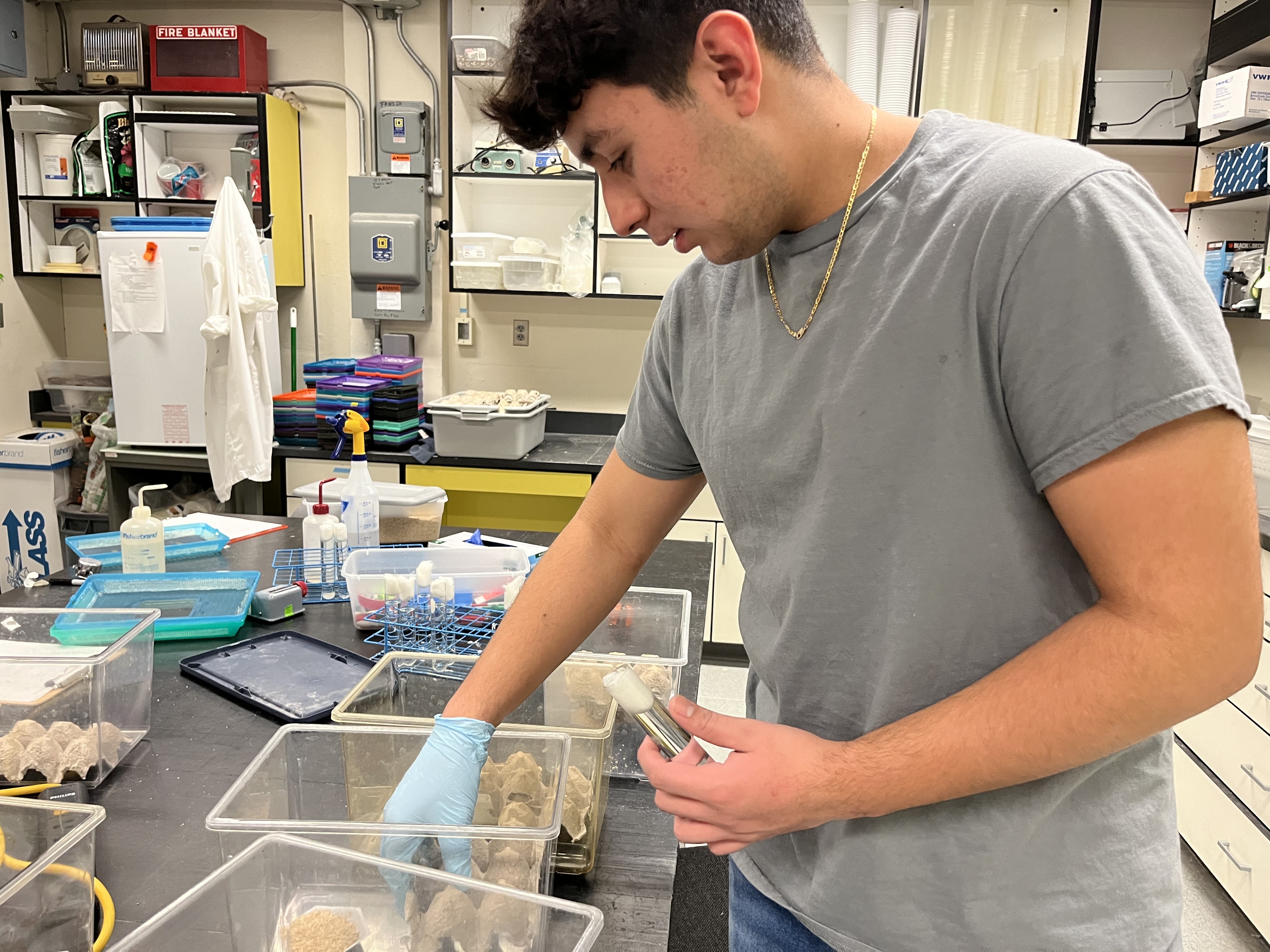 As part of his First-Year Research Experience, Bryan Anguiano-Rivera gives food, water and shelter to monarch butterflies while cleaning and rotating their enclosures.