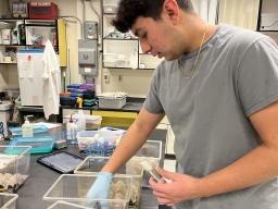 As part of his First-Year Research Experience, Bryan Anguiano-Rivera gives food, water and shelter to monarch butterflies while cleaning and rotating their enclosures.