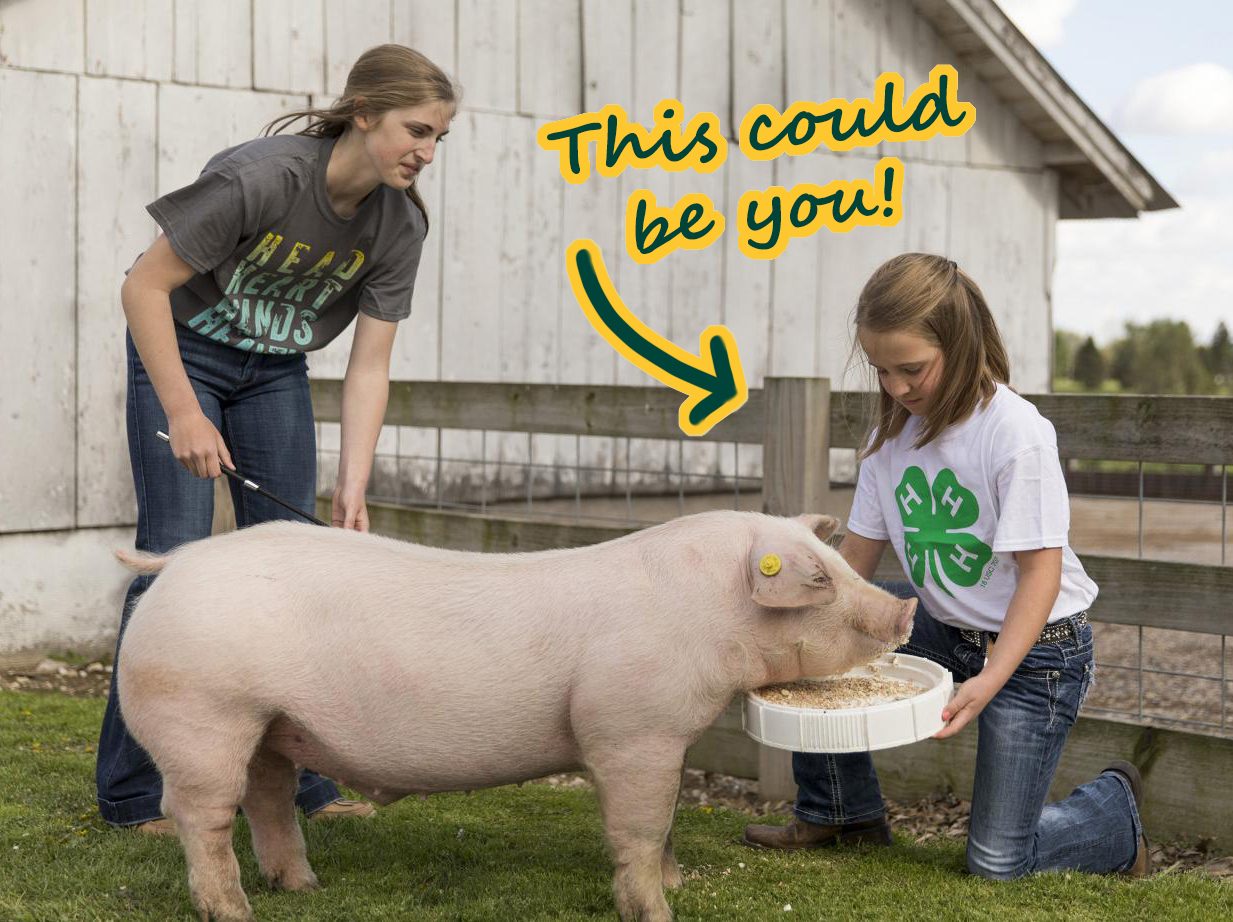 4-H'ers caring for their pig