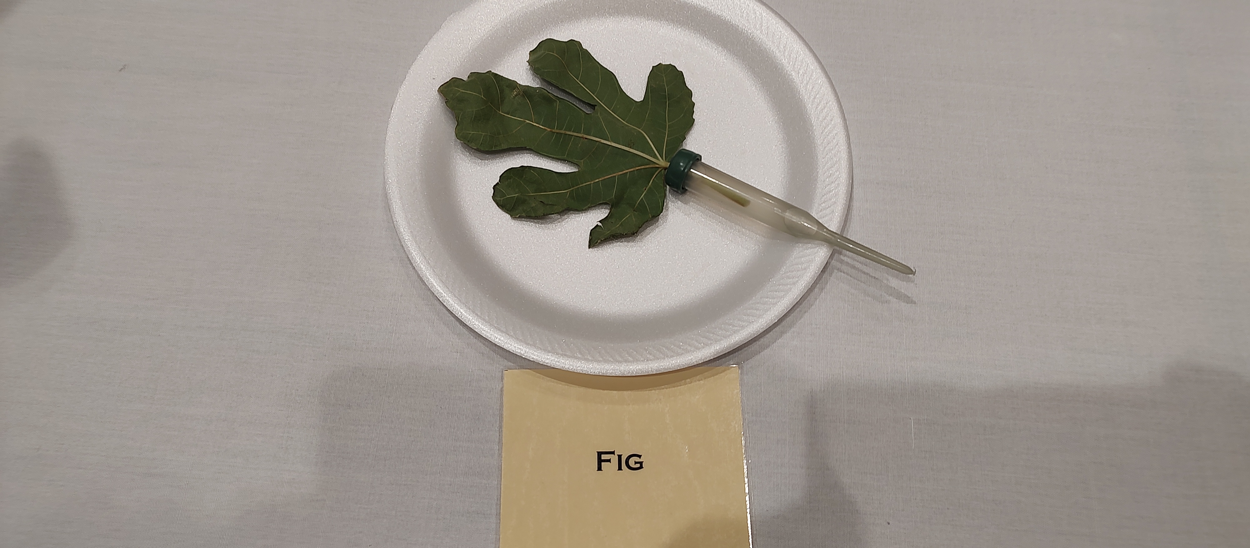 fig leaf on a plate