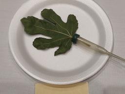 fig leaf on a plate